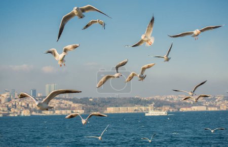Téléchargez les photos : Mouette survolant la mer dans l'environnement urbain d'Istanbul - en image libre de droit