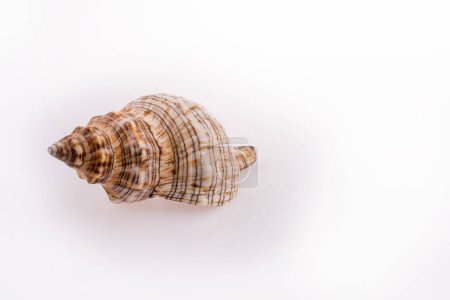 Foto de Hermosa concha marina sobre un fondo blanco - Imagen libre de derechos