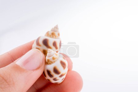 Photo for Hand holding Beautiful sea shell on a white background - Royalty Free Image