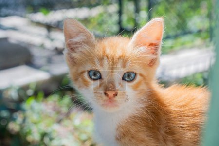 Téléchargez les photos : Portrait d'un joli chaton comme animal domestique en vue - en image libre de droit