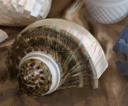 Photo for Beautiful seashell on the desk in biew - Royalty Free Image