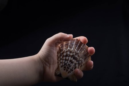 Photo for Hand holding beautiful seashell in hand on black - Royalty Free Image