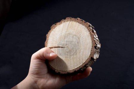 Foto de Pequeño pedazo de tronco de madera cortado en fondo de mano - Imagen libre de derechos