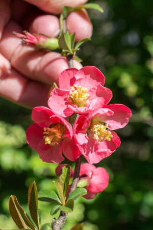 Foto de Flor del árbol florecen hermosas flores en la temporada de primavera - Imagen libre de derechos