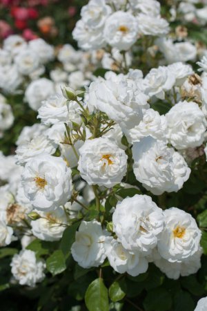 Foto de Floreciente hermoso ramo de rosas en el jardín de primavera - Imagen libre de derechos