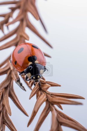 Photo for Beautiful photo of red ladybug walking on a dry leaf - Royalty Free Image