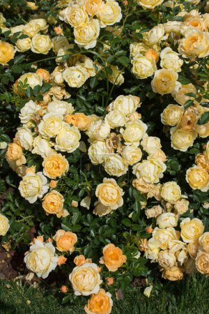 Téléchargez les photos : Floraison de belles roses colorées comme fond floral - en image libre de droit