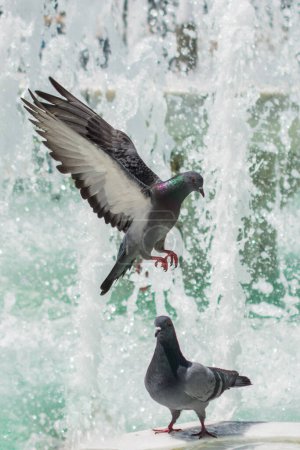 Téléchargez les photos : Pigeons de la ville au bord de l'eau à une fontaine - en image libre de droit