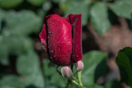 Foto de Hermosa rosa colorida con gotas de agua en ella - Imagen libre de derechos