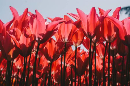 Téléchargez les photos : Fleurs de tulipes en fleurs comme fond de plante florale - en image libre de droit