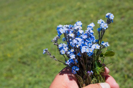 Photo for Beautiful fresh Myosotis flowers in hand  in nature background - Royalty Free Image
