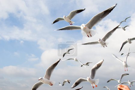 Téléchargez les photos : Les mouettes volent dans le ciel au-dessus des eaux de la mer - en image libre de droit