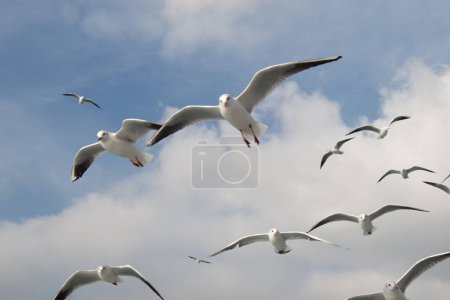Téléchargez les photos : Les mouettes volent dans le ciel au-dessus des eaux de la mer - en image libre de droit