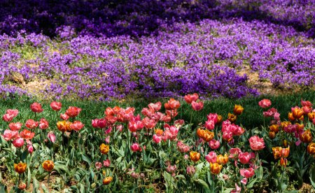 Photo for Botanical Garden bright floral gardens colors in full bloom - Royalty Free Image