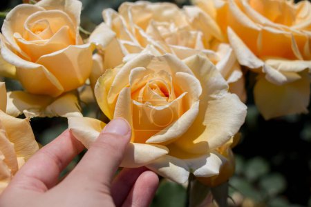 Téléchargez les photos : Main tenant rose fleurir dans le jardin - en image libre de droit
