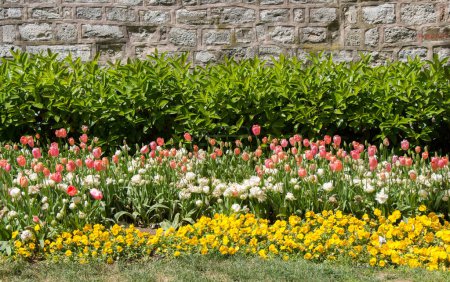 Foto de Flores de tulipán de colores florecientes en el jardín como fondo floral - Imagen libre de derechos