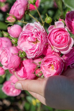 Foto de Mano sosteniendo algunas rosas en el jardín de rosas - Imagen libre de derechos