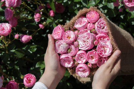 Téléchargez les photos : Belles roses fraîches enveloppées de toile à la main - en image libre de droit