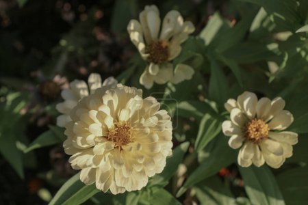 Téléchargez les photos : Beautifu lZinnia fleurs dans la nature fond - en image libre de droit