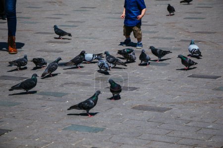 Foto de Movimiento de personas variedad, paseo activo, vida urbana y palomas - Imagen libre de derechos