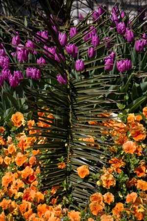 Téléchargez les photos : Belles fleurs fraîches comme fond - en image libre de droit