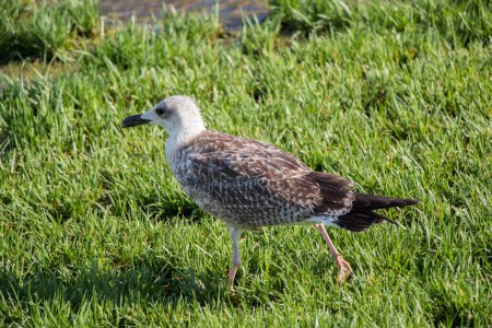 Photo for Beautiful seaside bird seagull on the green grass - Royalty Free Image