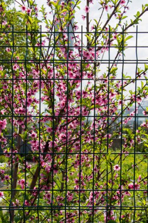 Téléchargez les photos : Fleurs colorées fleurissent au printemps dans les arbres - en image libre de droit
