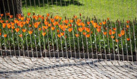 Photo for Orange color Tulips Bloom in Spring in garden - Royalty Free Image