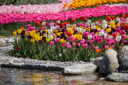 Téléchargez les photos : Fleurs de tulipes roses fleurissent dans le jardin - en image libre de droit