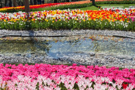 Foto de Flores de tulipán de color rosa florecen en el jardín - Imagen libre de derechos