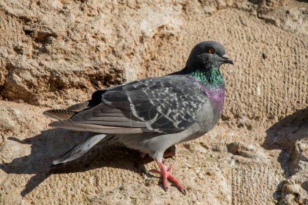 Téléchargez les photos : Pigeon unique assis sur un fond rocheux - en image libre de droit