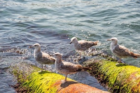 Téléchargez les photos : Mouettes se trouve sur le rivage de la mer - en image libre de droit