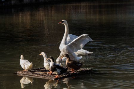 Foto de Cisnes y patos viven en el entorno natural - Imagen libre de derechos