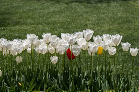 Téléchargez les photos : Fleurs de tulipes de couleur blanche fleurissent dans le jardin - en image libre de droit