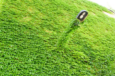 Téléchargez les photos : Mur avec un lampadaire recouvert de feuilles de lierre vert - en image libre de droit
