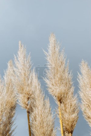 Photo for Cortaderia selloana, commonly known as pampas grass, in the view - Royalty Free Image