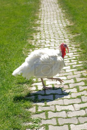 Photo for White turkey walk outdoors in garden - Royalty Free Image