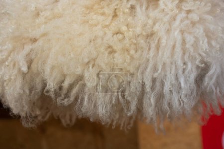 Téléchargez les photos : Laine peau de mouton texture de poils animaux naturels fond de fourrure. - en image libre de droit