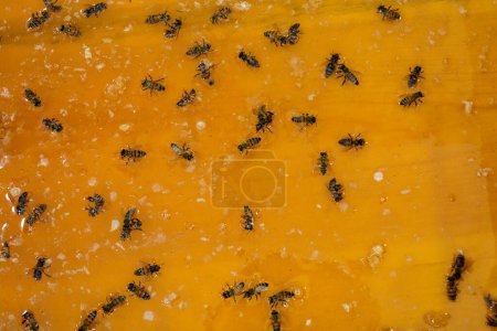 Téléchargez les photos : Miel jaune naturel frais sous forme liquide - en image libre de droit