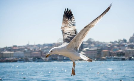 Téléchargez les photos : Mouette unique volant avec la mer comme arrière-plan - en image libre de droit