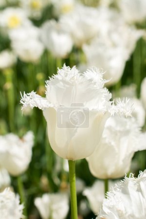 Téléchargez les photos : Fleur de tulipe colorée exceptionnelle fleurir dans le jardin de printemps - en image libre de droit