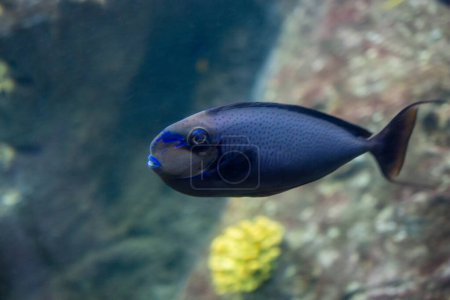 Téléchargez les photos : Beaux poissons colorés nage dans l'environnement de l'aquarium - en image libre de droit