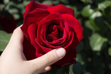 Photo for Hand holding a  colorful Rose Flower - Royalty Free Image
