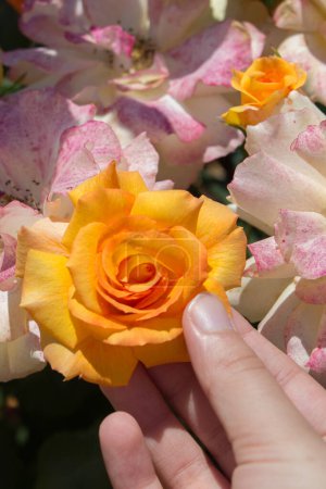 Téléchargez les photos : Main tenant une rose dans la roseraie - en image libre de droit