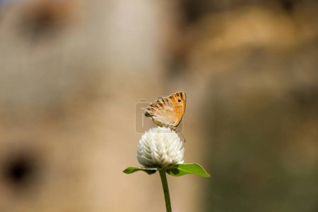 Foto de Hermosa mariposa posando en flor sobre fondo de la naturaleza - Imagen libre de derechos