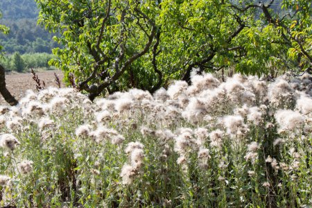 Téléchargez les photos : Thorny Thistle fleurs avec des cheveux dans le champ - en image libre de droit
