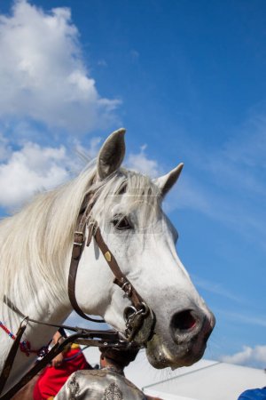 Téléchargez les photos : Tête de cheval à l'extérieur avec harnais partiel en vue - en image libre de droit