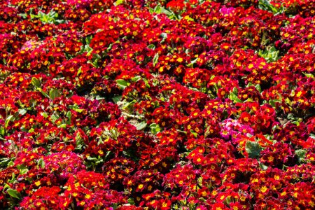 Téléchargez les photos : Onagre de Comon (Primula vulgaris fleurs dans le jardin de printemps - en image libre de droit