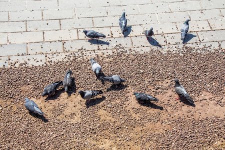 Téléchargez les photos : Pigeons de la ville à la recherche de nourriture sur le terrain - en image libre de droit