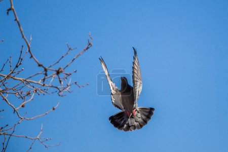 Photo for Single pigeon in the air with wings wide open - Royalty Free Image